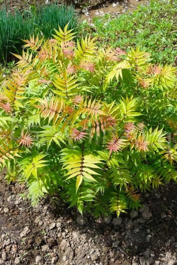 Горобинник горобинолистий Сем® | Рябинник рябинолистный Сэм® | Sorbaria sorbifolia Sem®